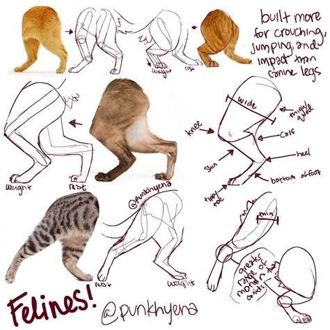 5 Twitter Cats Art Drawing Cat Drawing Tutorial Warrior Cat Drawings