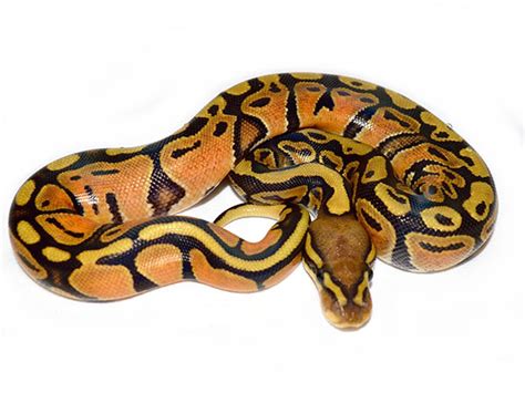 The Orange Dream Morph In Ball Pythons Ultimate Exotics