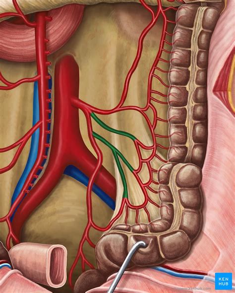 Diagram Pictures Arteries Of The Large Intestine Anatomy Kenhub My