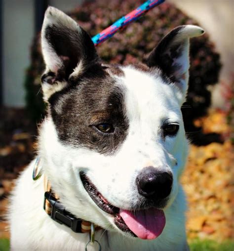 Companion pet rescue & transport was founded in 2004 and rescues over 2,500 dogs per year thanks to a dedicated group of volunteers! Adopt Rocky top on | Cattle dogs mix, Dog mixes, Rocky top