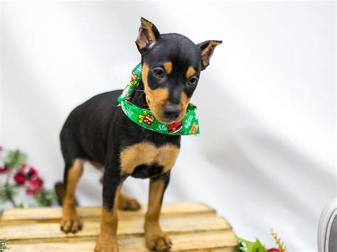 Get up to 70% off food & drink in wichita with groupon deals. Min Pin-DOG-Male-Black and Rust-2545590-Petland Wichita, KS