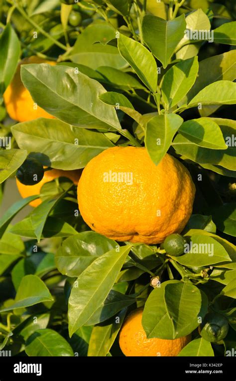 Bitter Orange Citrus Aurantium Dolce Del Gargano Stock Photo Alamy