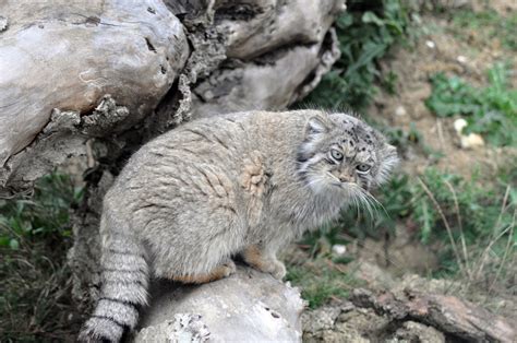 Pallas Cat International Society For Endangered Cats