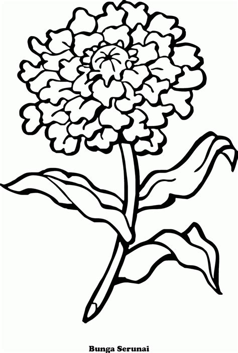 Gambar Gambar Daun Bunga Lukisan Sketsa Pastel Tanaman Mewarnai Serunai