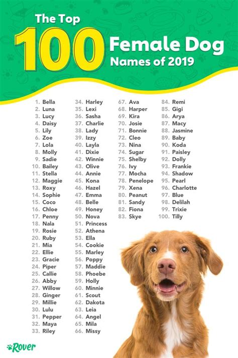 Top 100 Most Popular Dog Names In 2020 Female Dog Names