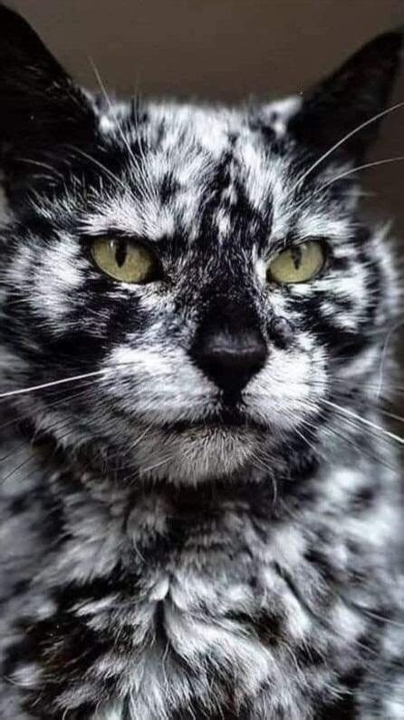 Cats With The Most Unusual Markings 🐈 Pinterest