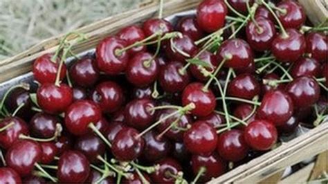 Eating Cherries Could Cut Gout Bbc News