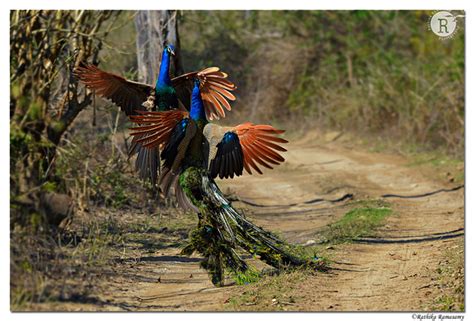 Rathika Ramasamys Wildlife Photography Wildlife Moments The Fight