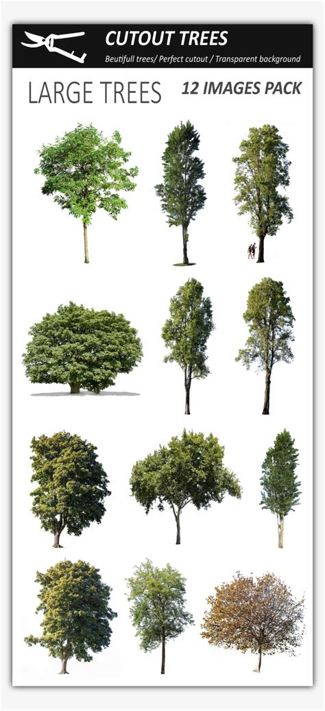 Pin By Cutout Trees On Photoshop Vegetation Png Perfect Cut Out Tree