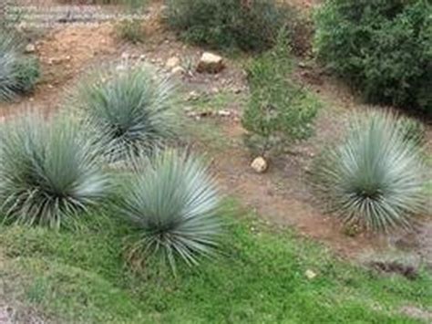 Water cacti at least once a week in the spring and summer. Introduction to Dasylirions (Sotols) - Dave's Garden