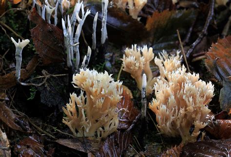 White Coral Fungus Fungi Of Virginia · Inaturalist