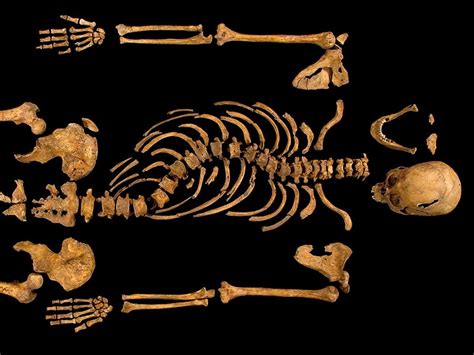 Replica Skeleton Shows King Richard Iii Had Scoliosis