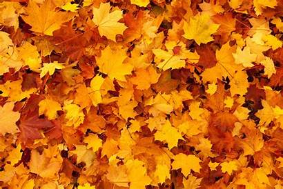Maple Leaves Yellow Background Autumn Fall
