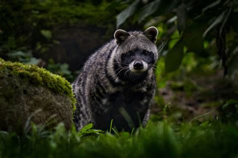 African Civet Stock Photos Pictures And Royalty Free Images Istock