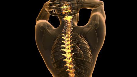 Backbone Backache Science Anatomy Scan Of Stock Footage Sbv 313262359