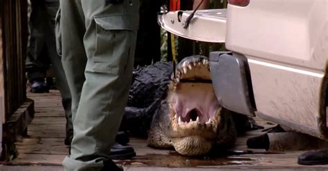 Swimmer Found Dead In Florida Was Killed By Alligator Officials Confirm