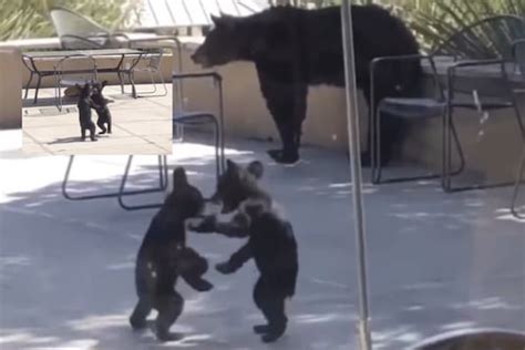 Watch Adorable Bear Cubs Wrestling It Out As Mother Looks On Is All