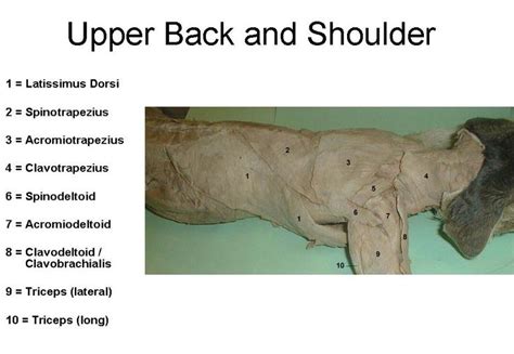 Cat Muscles Upper Back And Shoulder With Images Cat Anatomy Dog