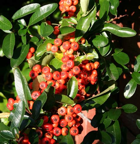 Pictures Of Bushes With Red Berries