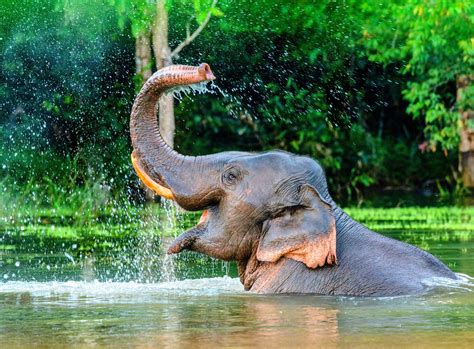 Elephant Behavior Provides New Insights Into Human Evolution Trendradars