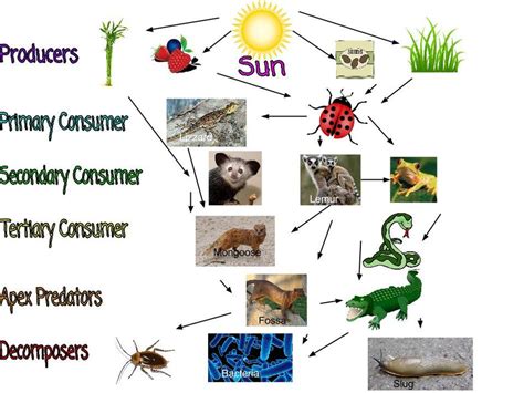 In an ecosystem, plants and animals all rely on each other to live. Food Web - Makensie