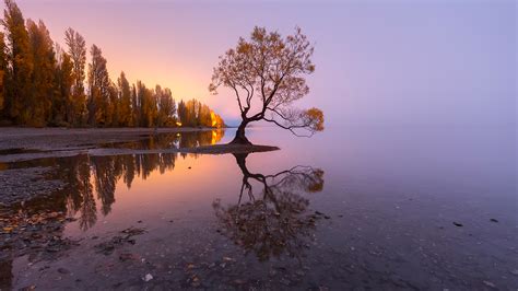 The Famous Tree At The Shoreline Of Lake Wanaka At Sunrise New Zealand