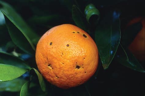 Major And Emerging Fungal Diseases Of Citrus In The Mediterranean