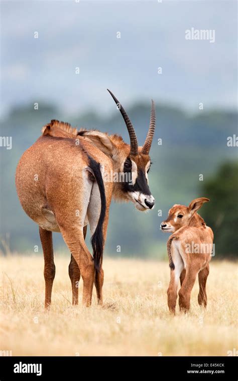 Roan Antelope Hippotragus Equinus With Young Offspring Swaziland