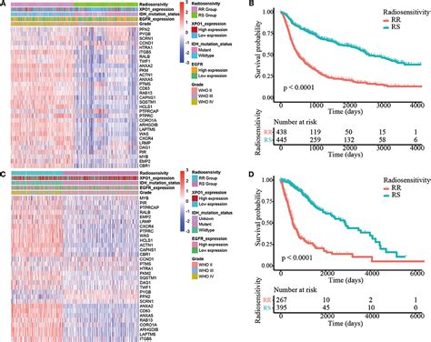 Frontiers A Radiosensitivity Gene Signature And Xpo1 Predict Clinical Outcomes For Glioma Patients