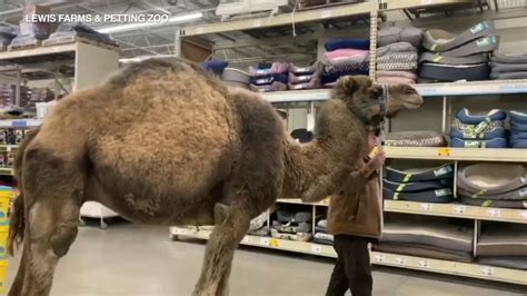 Your comment must be in english or it will be removed. Man brings camel to Michigan PetSmart - ABC7 Chicago