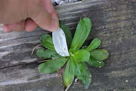 Cudweed Georgia Weeds Pinterest