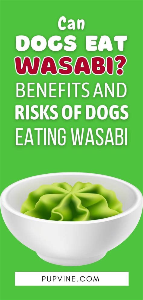 Can Dogs Eat Wasabi Benefits And Risks Of Dogs Eating Wasabi Can