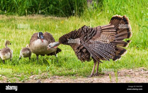 White Goose And Brown Hen Hi Res Stock Photography And Images Alamy