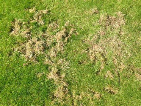 My Lawn Is Destroyed By What — Forum