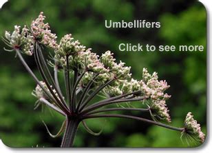 Carrot: APIACEAE. Umbellifers. Common British and Irish Wild Flowers | Wild flowers, Flowers ...