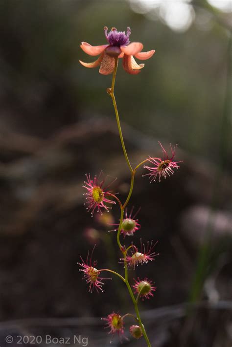Drosera Microphylla Species Profile Fierce Flora