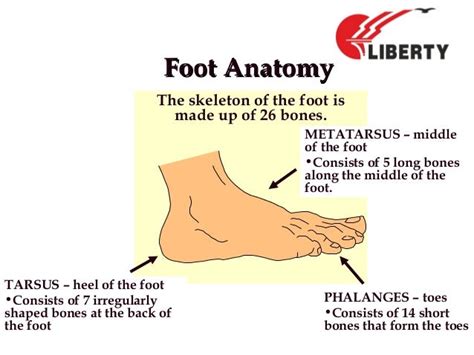 Basic Foot Anatomy And Foot Mechanics