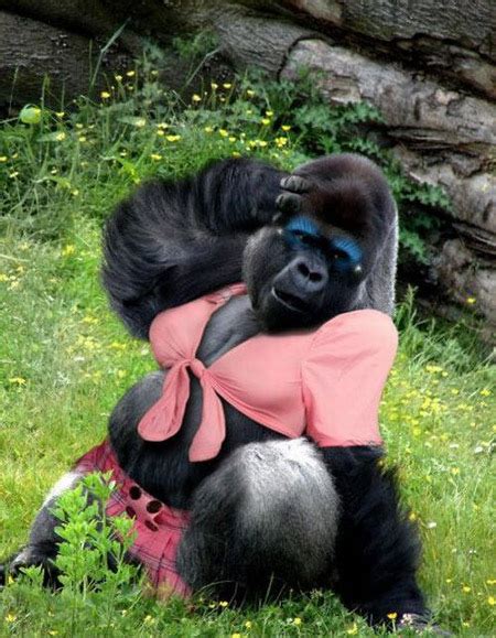 Latest Funny Pictures Funny Gorilla Images
