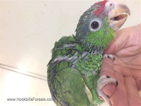 Baby Mexican Red Head Amazon Parrots For Sale