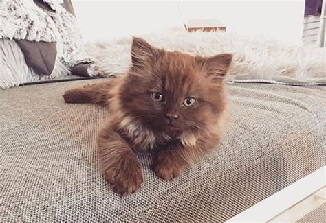 Teddy Bear Kitten Found Dream Home And Blossomed Into Happy Cat Love