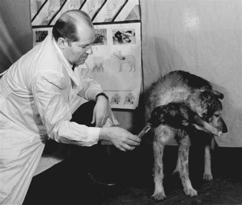 The History Of The Two Headed Dog Experiment · Thejournalie
