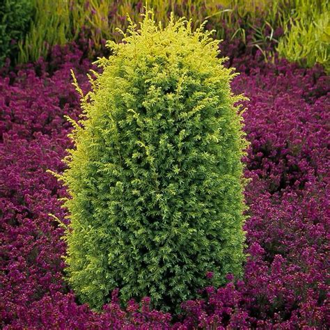 Gold Cone Juniper Tree For Sale Online The Tree Center
