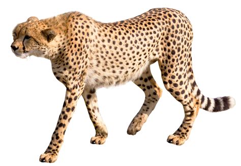 Cheetah Png Transparent Image Pngpix