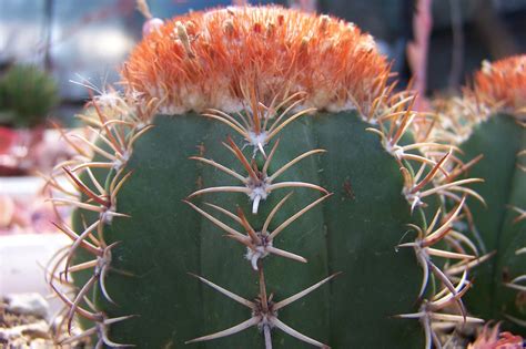 Oregon Cactus Blog Melocactus Matazanus