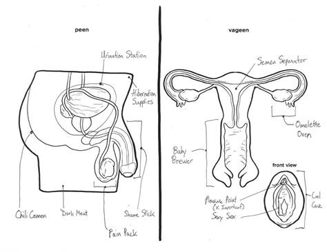 Diagram showing the main areas. Male And Female Reproductive Systems Harder To Label For ...