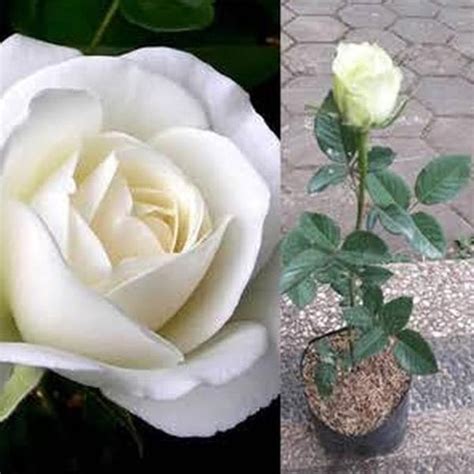 Jual Tanaman Hidup Bunga Mawar Putih Bibit Hidup Bukan Biji