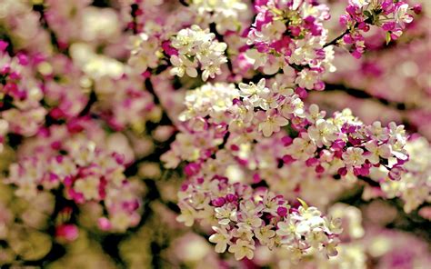 945,000+ vectors, stock photos & psd files. Spring Flowers HD Wallpapers