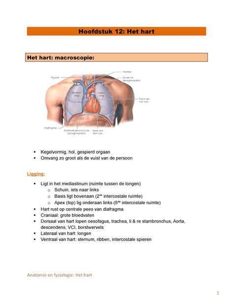 Het Hart Duidelijke Samenvatting Van Het Vak Anatomie En Fysiologie