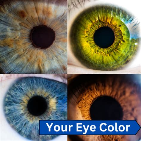 Eye Color The Most Common Board Certified Eye Doctors Burlington