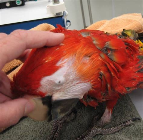 Image Cryptophthalmia Scarlet Macaw Merck Veterinary Manual
